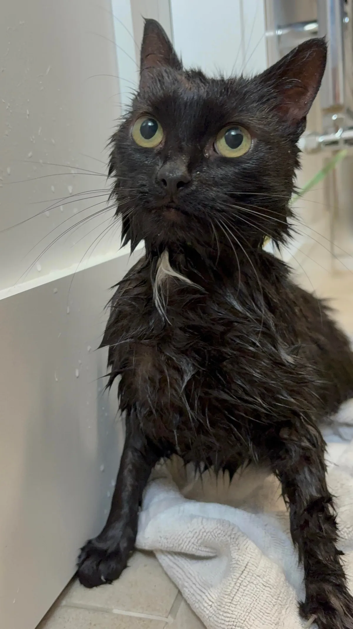 Lucy was very smelly today, so she got a bath/shower. She was not happy, but I’m grateful she didn’t tear me to shreds