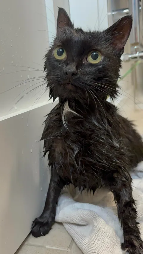 Lucy was very smelly today, so she got a bath/shower. She was not happy, but I’m grateful she didn’t tear me to shreds