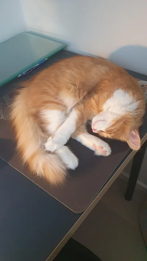 My rescue kitten, Pippi