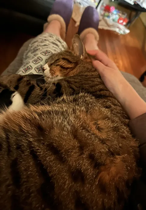 My cat sat on my lap for the first time in our 2+ years together.
