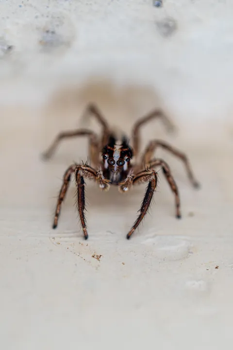 🔥Portrait of a Pantropical Jumping Spider