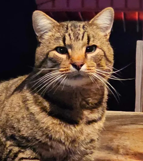 Meet Purrogi, a "feral" cat we've adopted at the Polish club