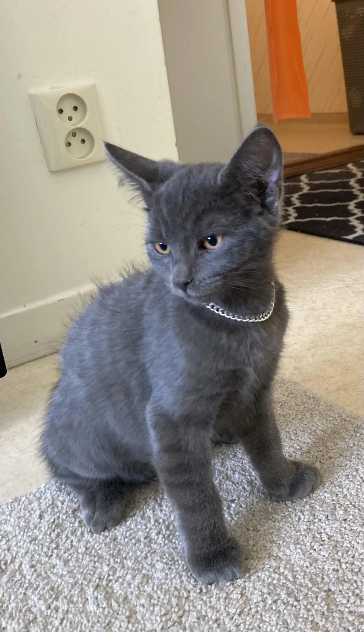 First time cat owner… help?