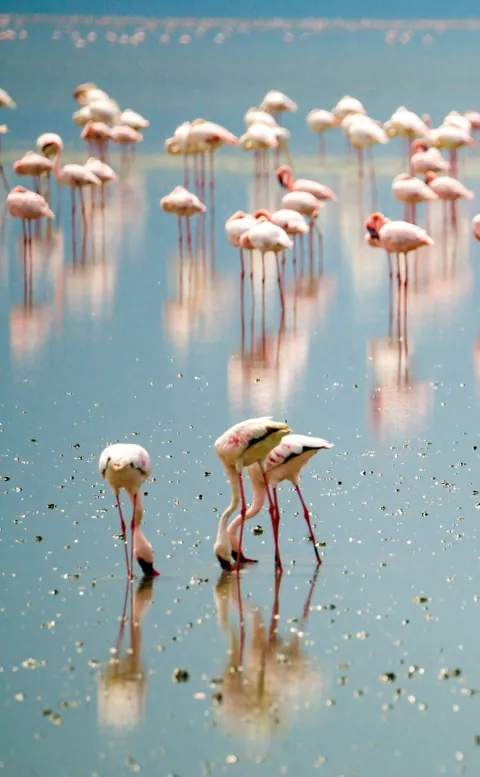 I took my 17 year old nephew to Tanzania. We found two boda-boda drivers in Arusha who let us hire their bikes, but not them. Rode up to Lake Natron. Flamingos!