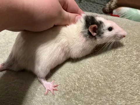 Just another day in rat ownership: “Why are you pink??”