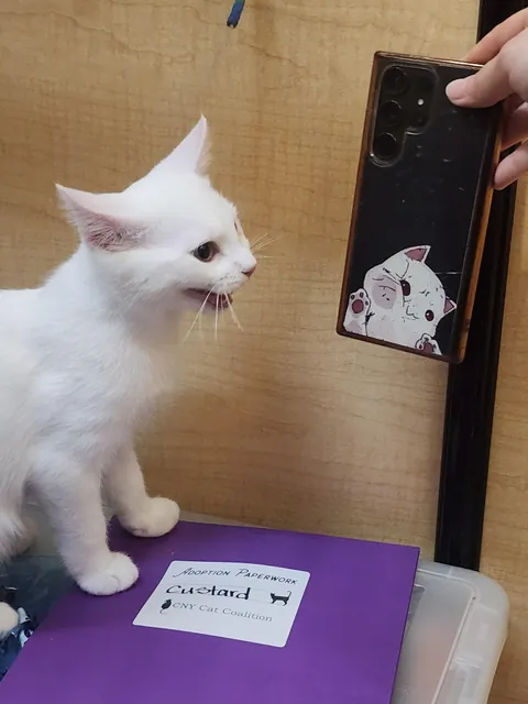 Adopted two new happy boiz! Meet Custard (White) and Sherma (Orange).