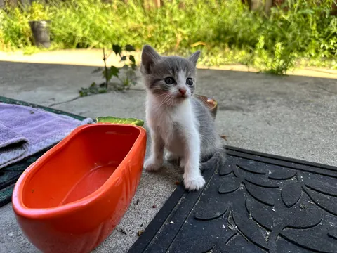 The way they look up at you with their whole heart
