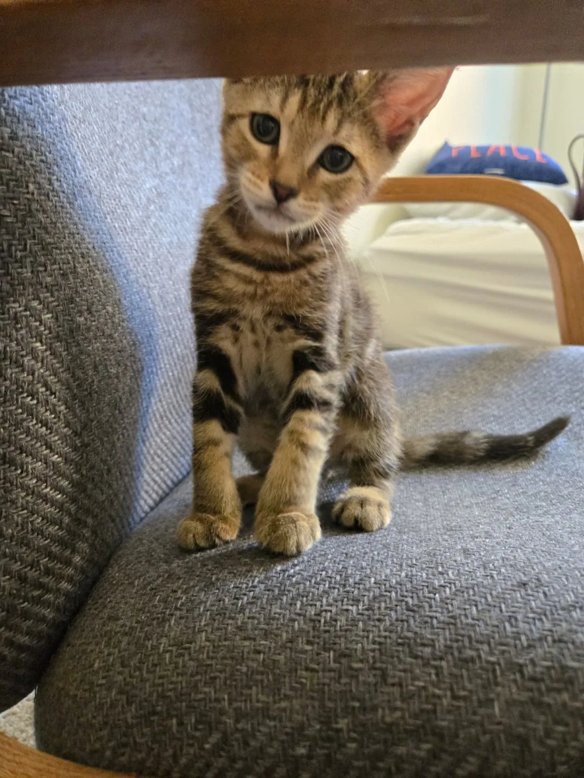 Meet Dash, my first pet ever 😺