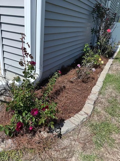 My knockout rose bush that’s had white roses for the past 7 years suddenly has red blooms. Any ideas as to why?