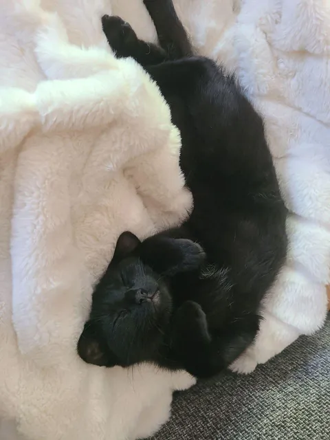 Never thought I could love a cat so much