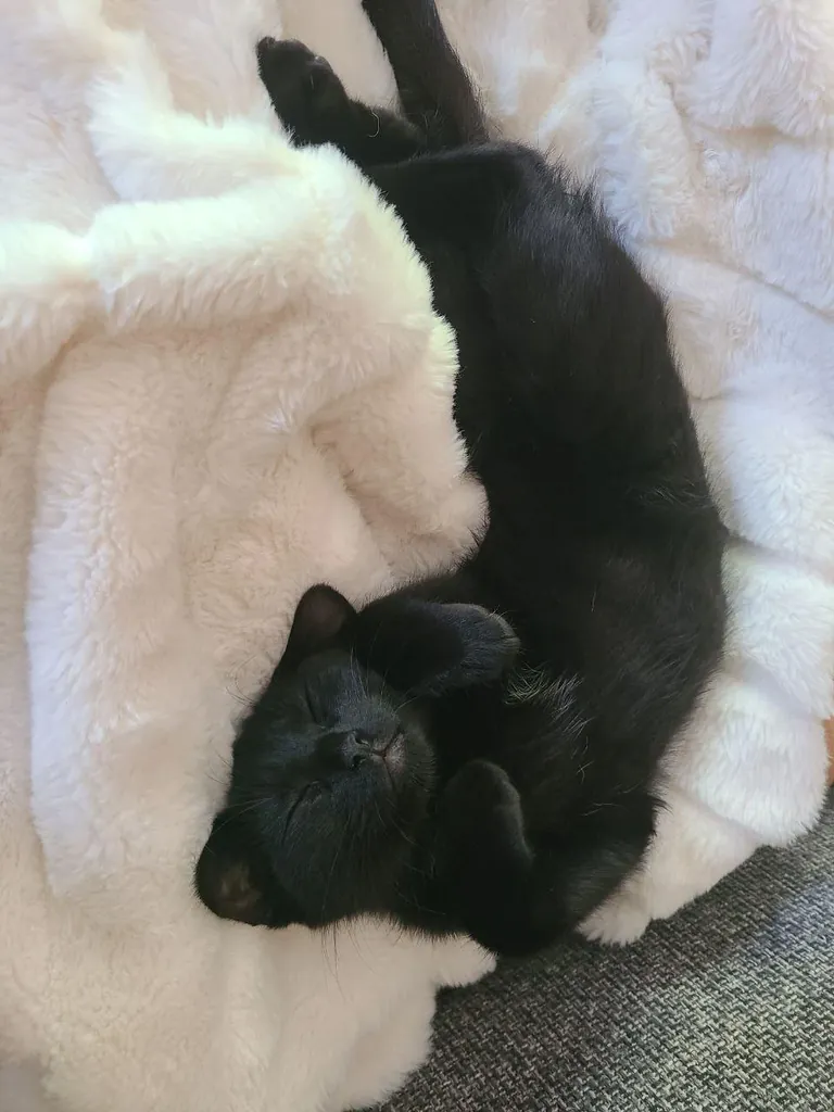 Never thought I could love a cat so much