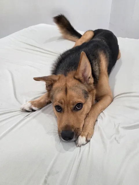 She likes to "help" when I make the bed..