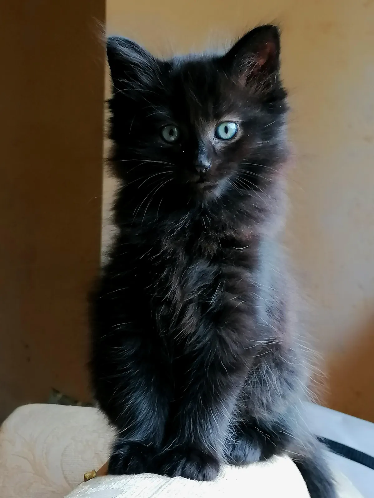 My new kitten, Petrus, sure is a character