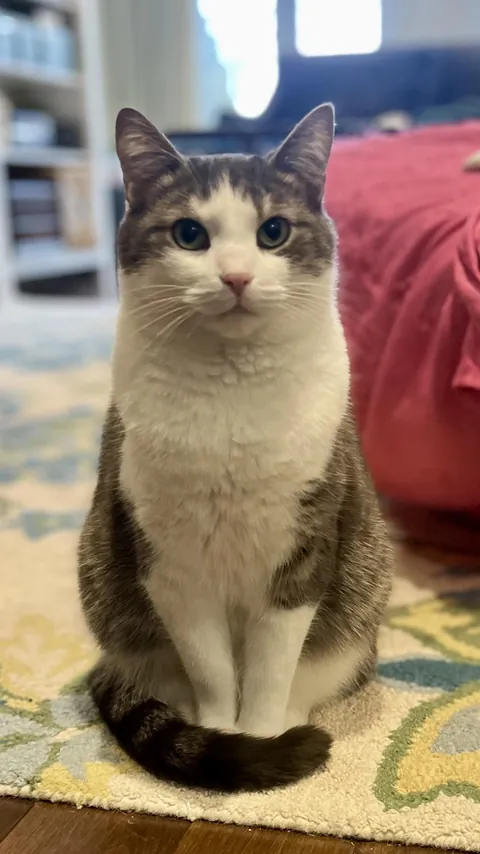 [OC] I love the tail wrap! He's been doing this since he was a kitten.