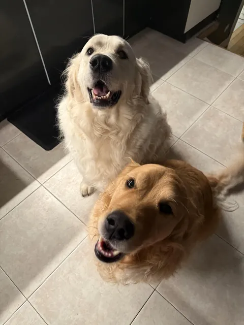 No one is happier to see you than dogs when your come home from a trip