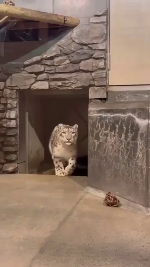 A Snow Leopard Realizing There's Always A Bigger Fish .