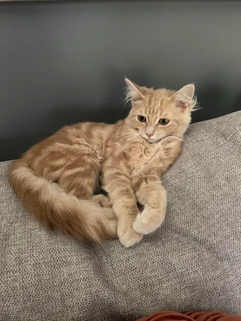 I would love if anyone could ask questions about my sweet peanut🕊️