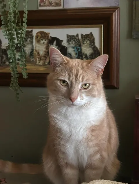 can everyone show me who my Eddie boy is in heaven with ?