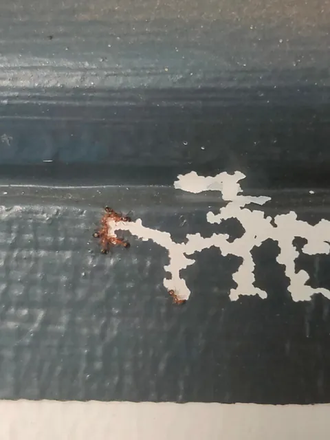 These ants are eating away the paint of my wall