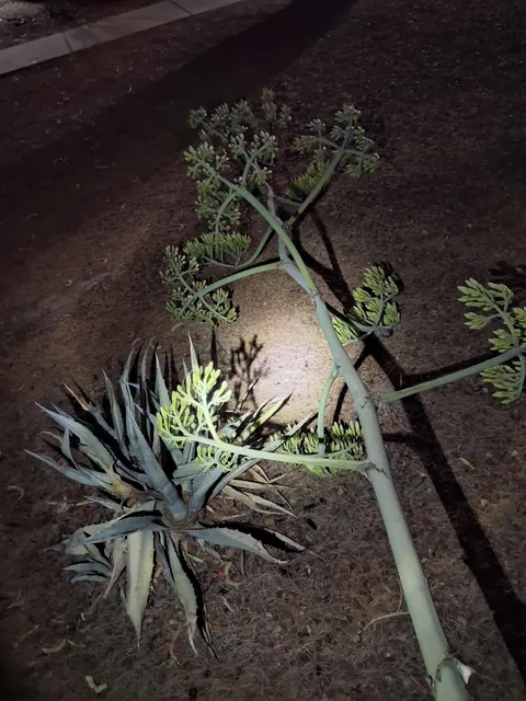 My century plant fell today in a huge dyst storm while I was at work