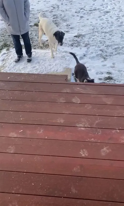 My boy Ozzy, trying to show my sister’s foster pup how to climb stairs!