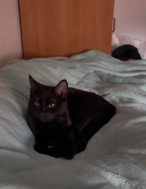 My first ever baby, meet Cosmo🖤