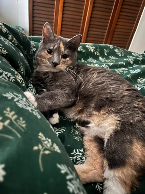 Wanted to show off my baby on her birthday!