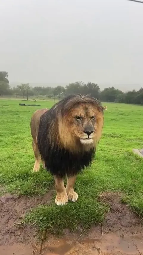 Okay we know he’s yours..