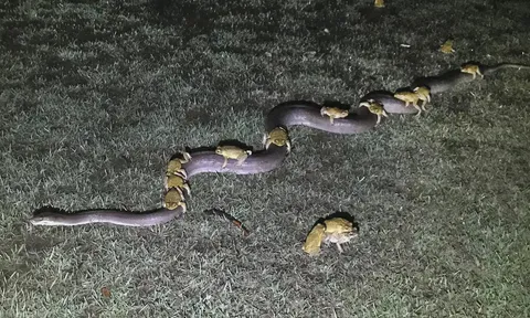 If a male frog or toad finds something that resembles a female during mating season, they'll hold tightly to it