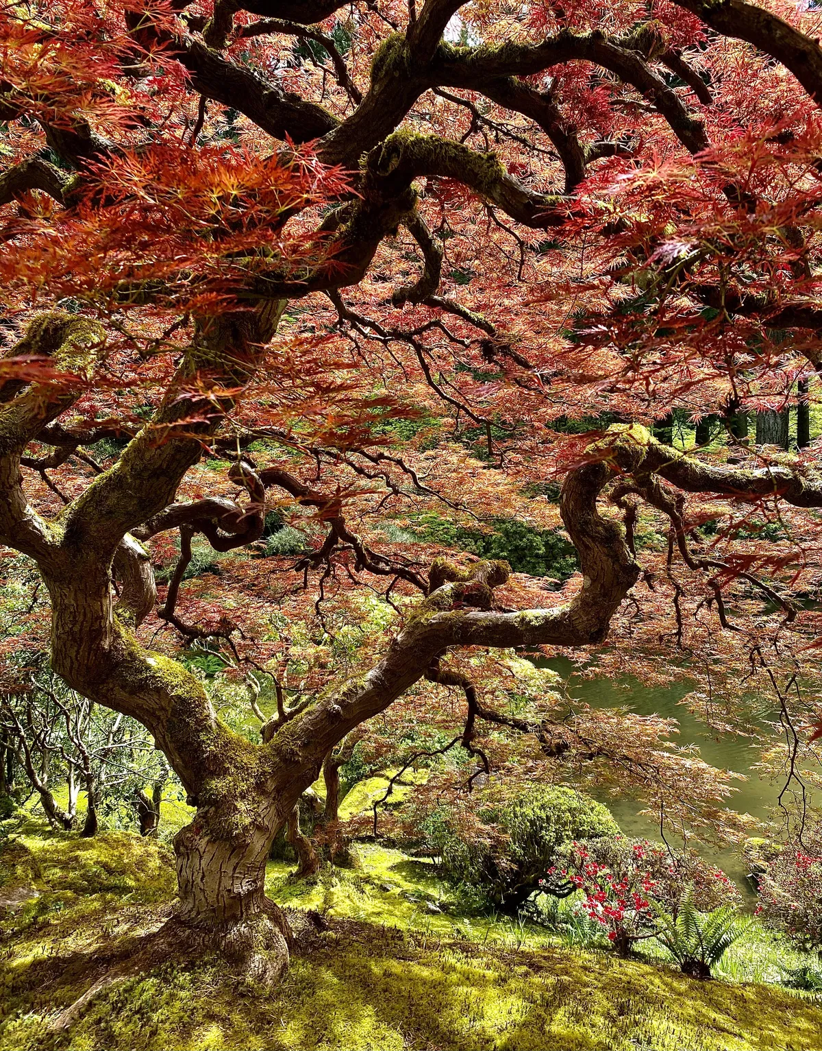 This Japanese maple
