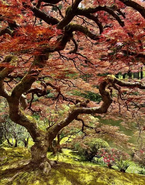 This Japanese maple