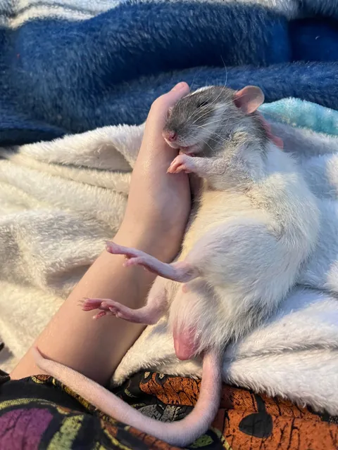 why yes, i am comfortable. Why do you ask?