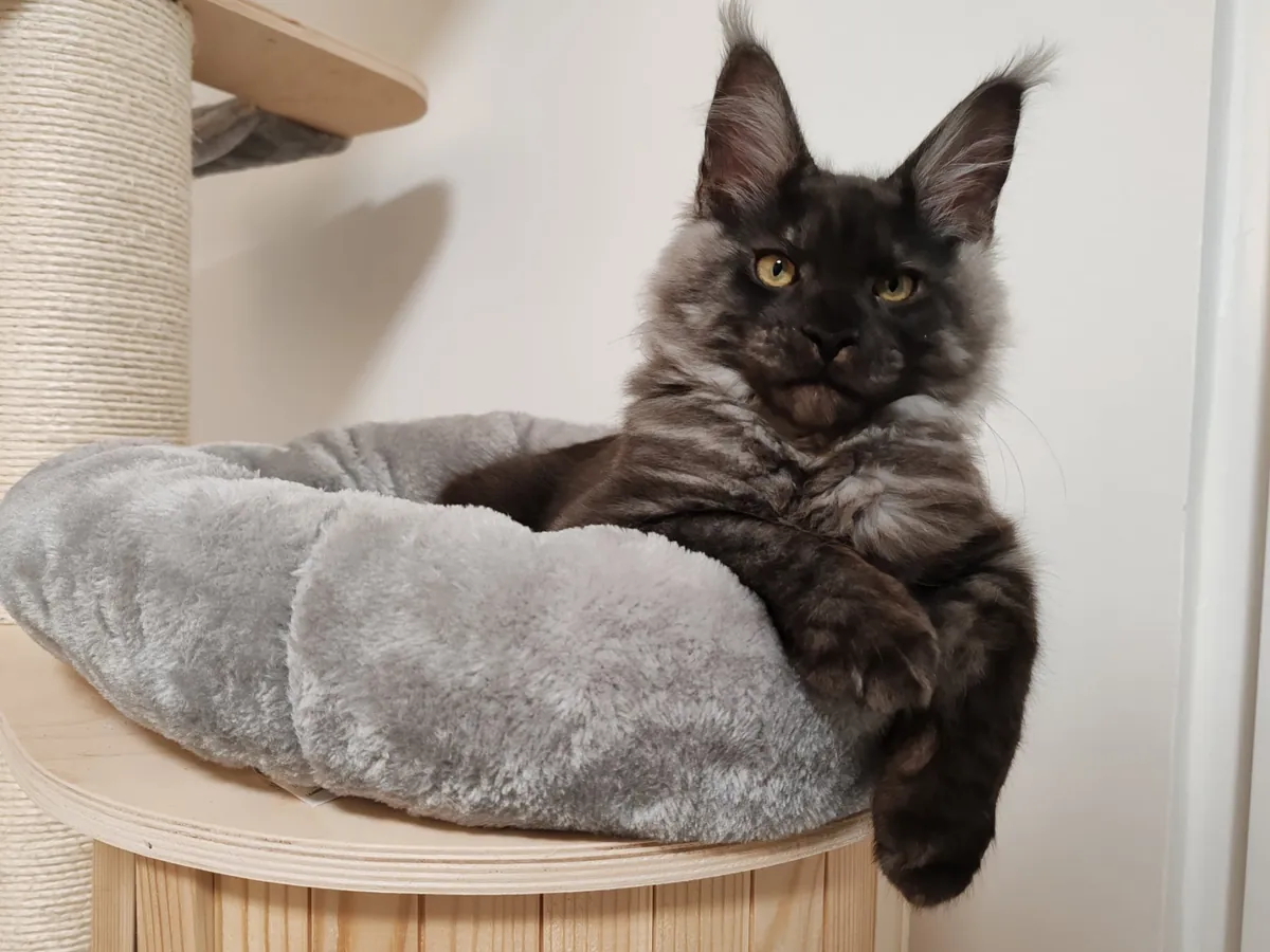 Théoden turned 6 months old