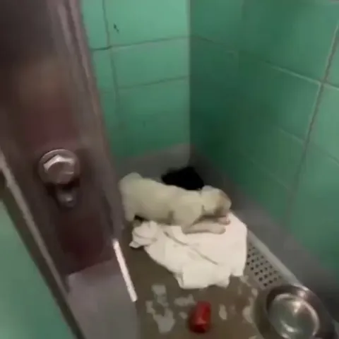 From The Corner In Fear To Adopted Into A Loving Home