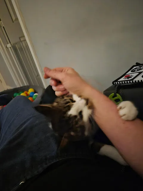 My very non-cuddle cat decided to lay by me, so then I tried to stroke him