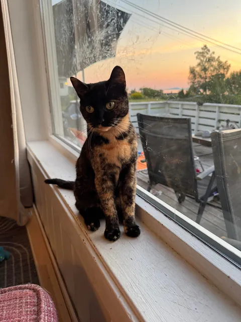 I feel sadness for my foster cat