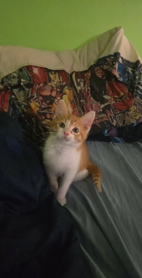 This is my new child. His name is Apollo and he is good.