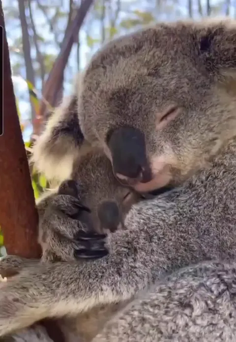 Mother Koala cuddling with baby Koala