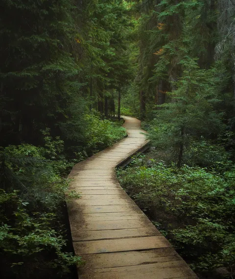 ITAP of a path into the forest.