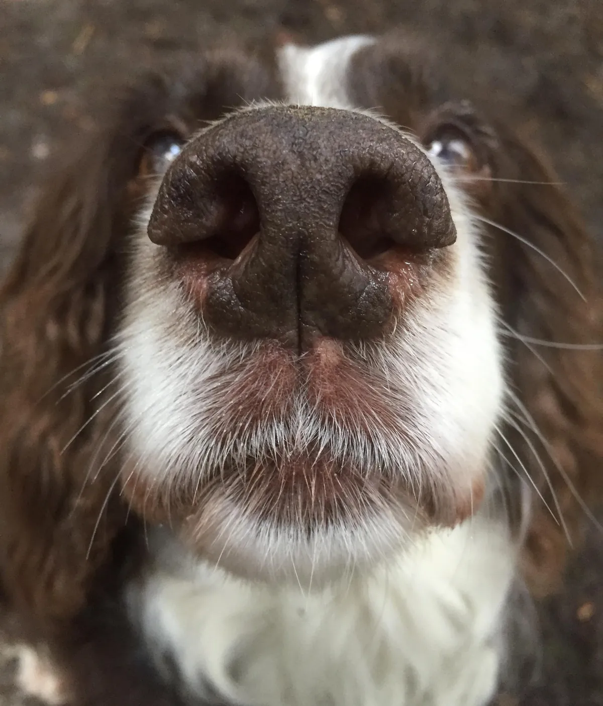 More noses of the dogs I walk