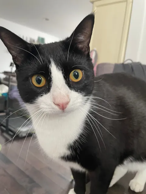 A Cat Crime Whodunnit: Who “fell” through the curtain?