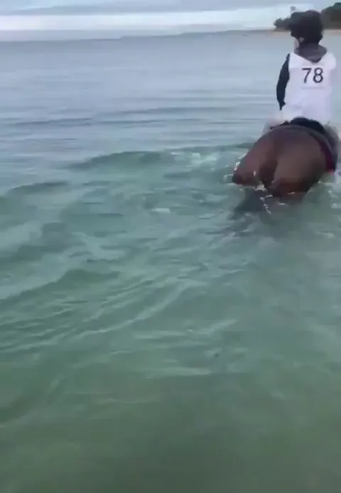 🔥 Dolphins are curious about horses 