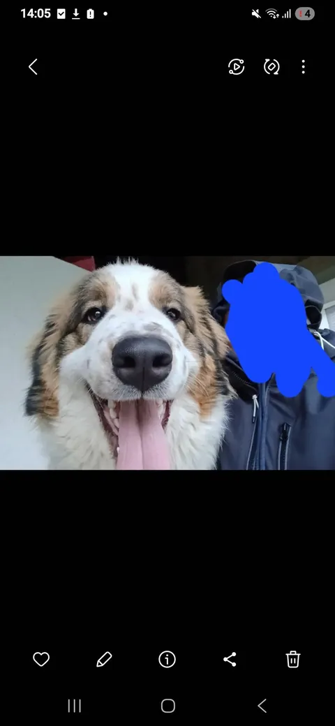 My Bosnian Shepard-Tornjak ,he has 10 months