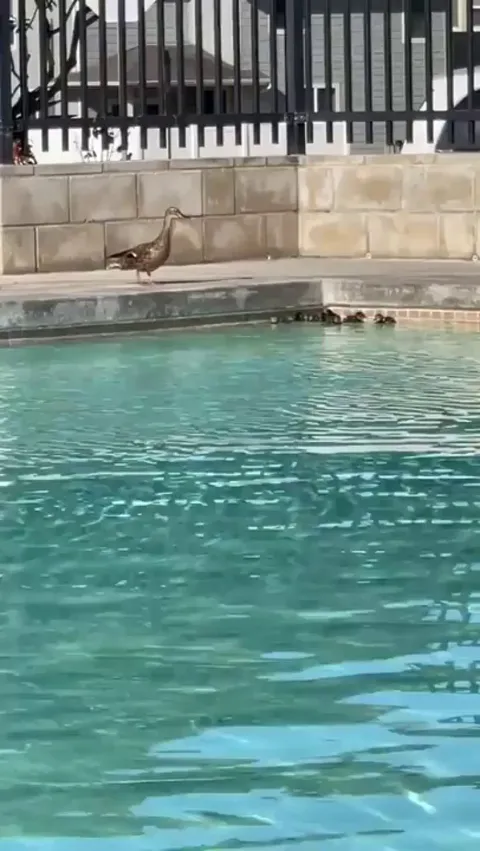 This guy notices baby ducks are getting abandoned in a pool... makes a nylon mesh ramp for them