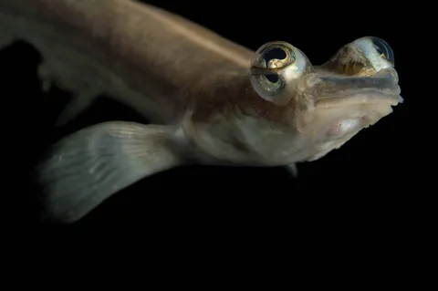 This fish has four pupils, allowing it to see above and below water at the same time!