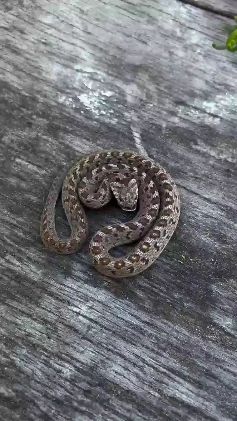 🔥 Intimidating defensive display of the rhombic egg eater, a non-venomous snake