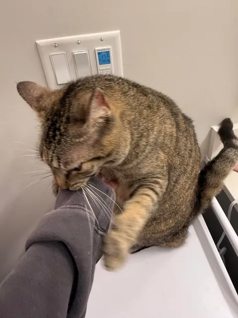 Does anyone else’s cat have a spot in the house that turns them into a total demon