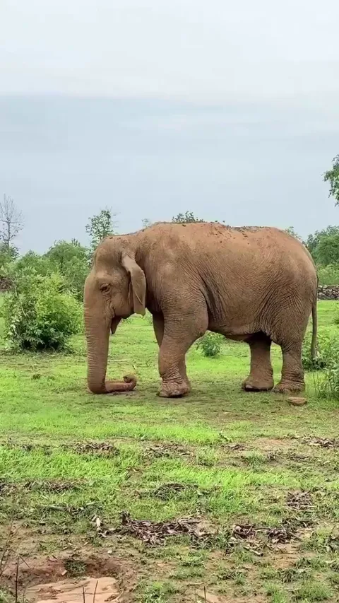 The world's oldest known Asiatic elephant, lived an extraordinary 109 years before passing away on July 8, 2025