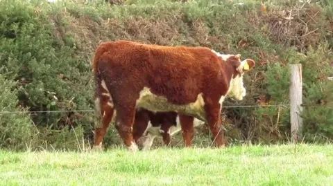 A baby calf figuring out how to zoom around!