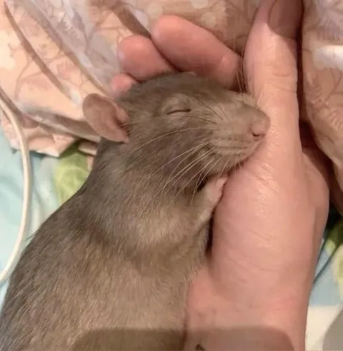 PLEASE show me pics of ur rats sleeping! I’m obsessed😭